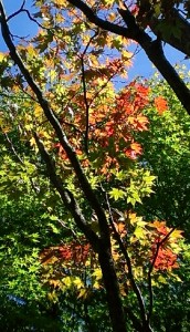 小豆島の紅葉